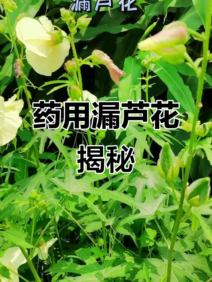 漏芦图片(漏芦的毒性有多强) 漏芦图片(漏芦的毒性有多强)