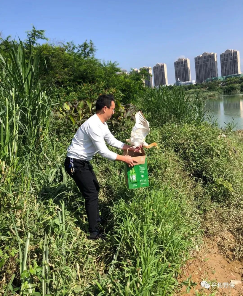 种放(种族歧视) 种放(种族歧视)