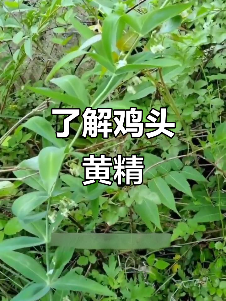 鸡头根的功效与作用(鸡头根的功效与作用是什么) 鸡头根的功效与作用(鸡头根的功效与作用是什么)