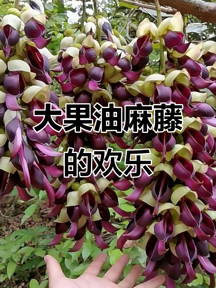 油麻藤图片(油麻藤的图片功效与作用) 油麻藤图片(油麻藤的图片功效与作用)
