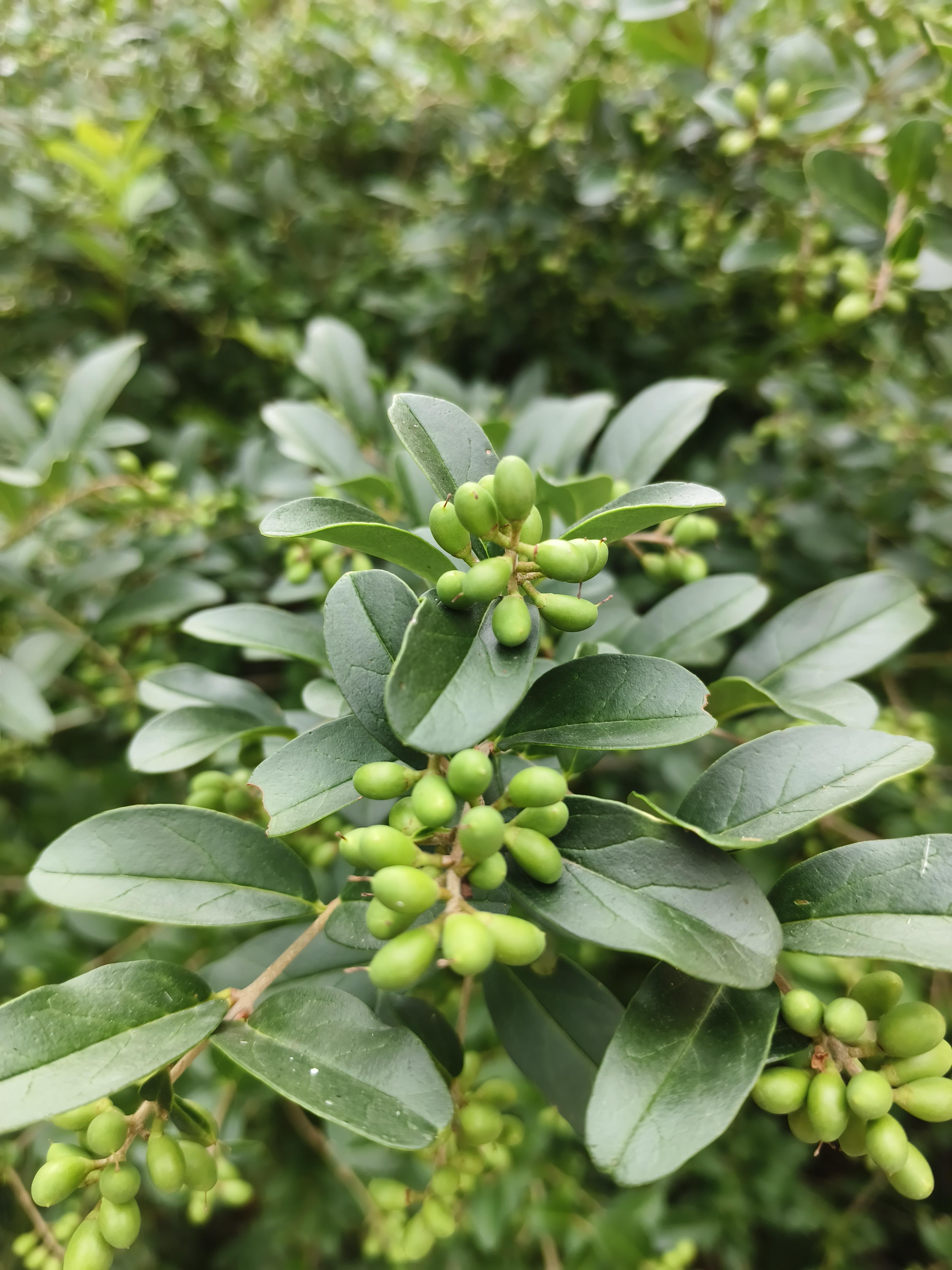皂荚叶(皂荚叶能吃吗) 皂荚叶(皂荚叶能吃吗)