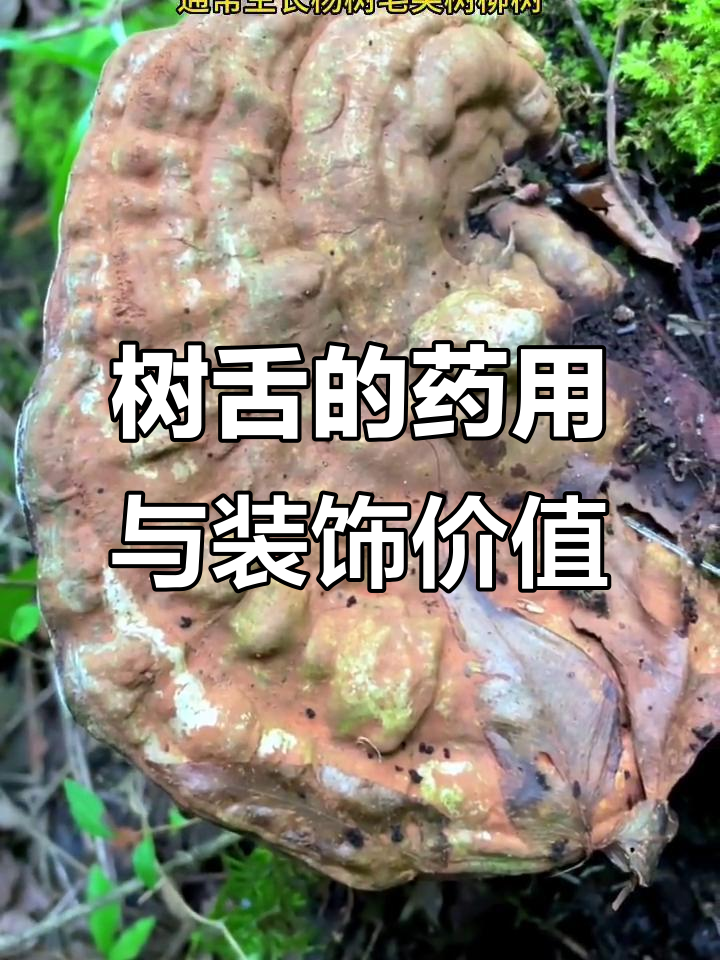 树舌的功效与作用及服用方法(树舌的功效与作用及禁忌的功效与作用) 树舌的功效与作用及服用方法(树舌的功效与作用及禁忌的功效与作用)