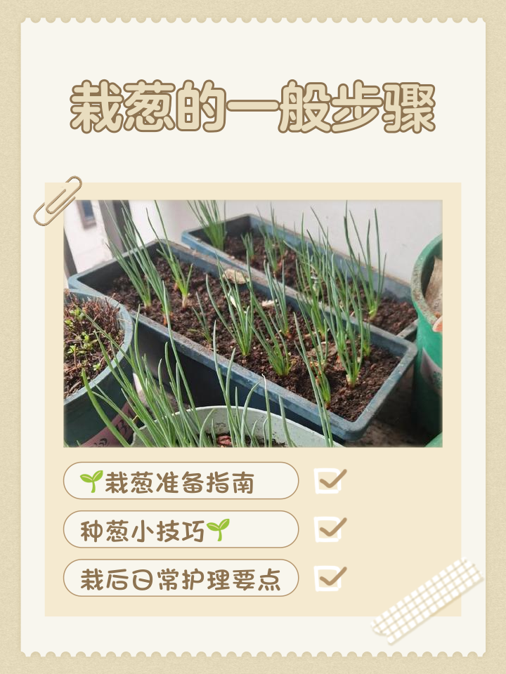大葱为什么不吃叶子(大葱为什么不吃叶子呢) 大葱为什么不吃叶子(大葱为什么不吃叶子呢)