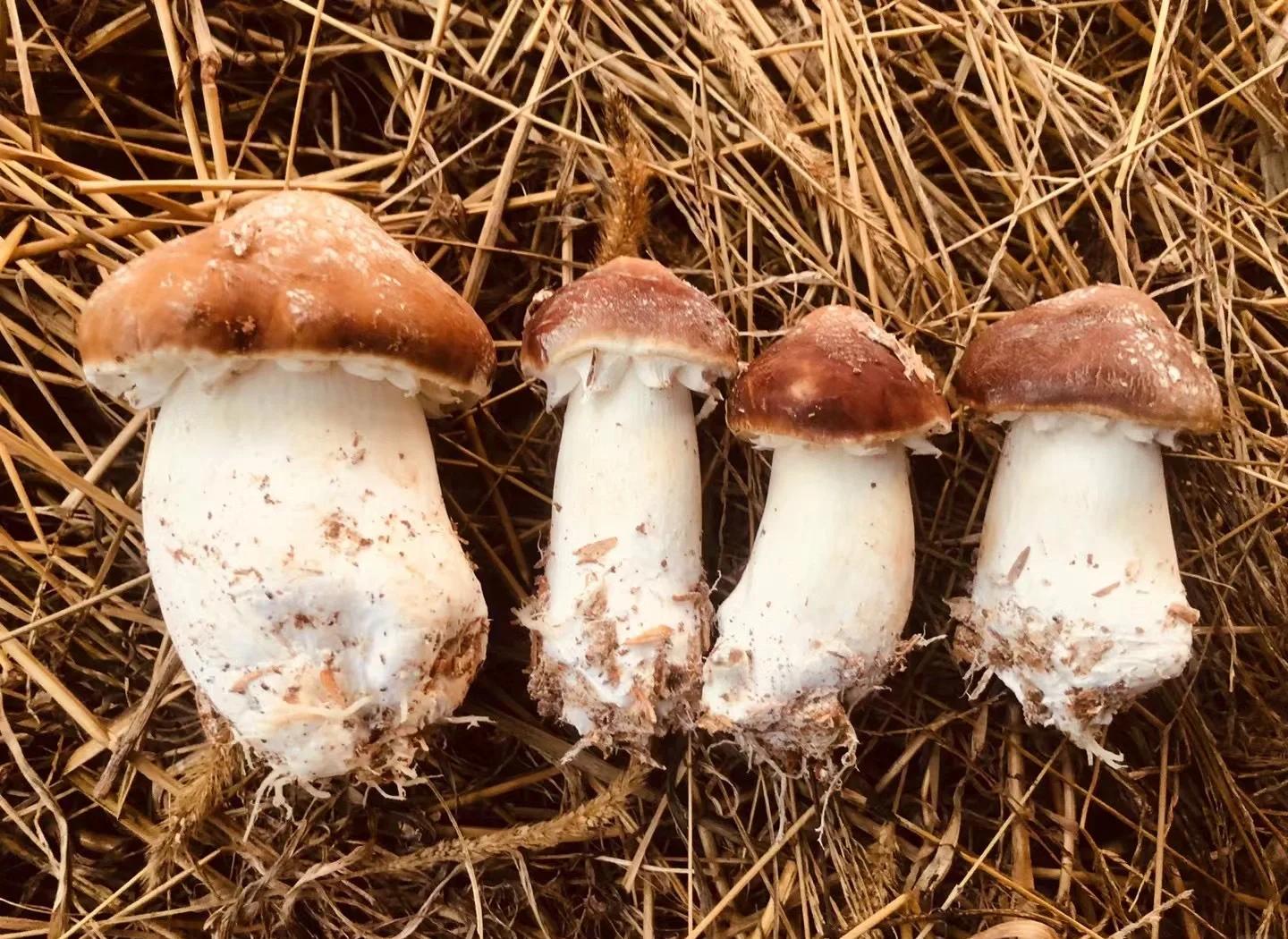赤松茸怎么做好吃(赤松茸怎么做好吃?清洗和烹饪时需要注意什么?) 赤松茸怎么做好吃(赤松茸怎么做好吃?清洗和烹饪时需要注意什么?)
