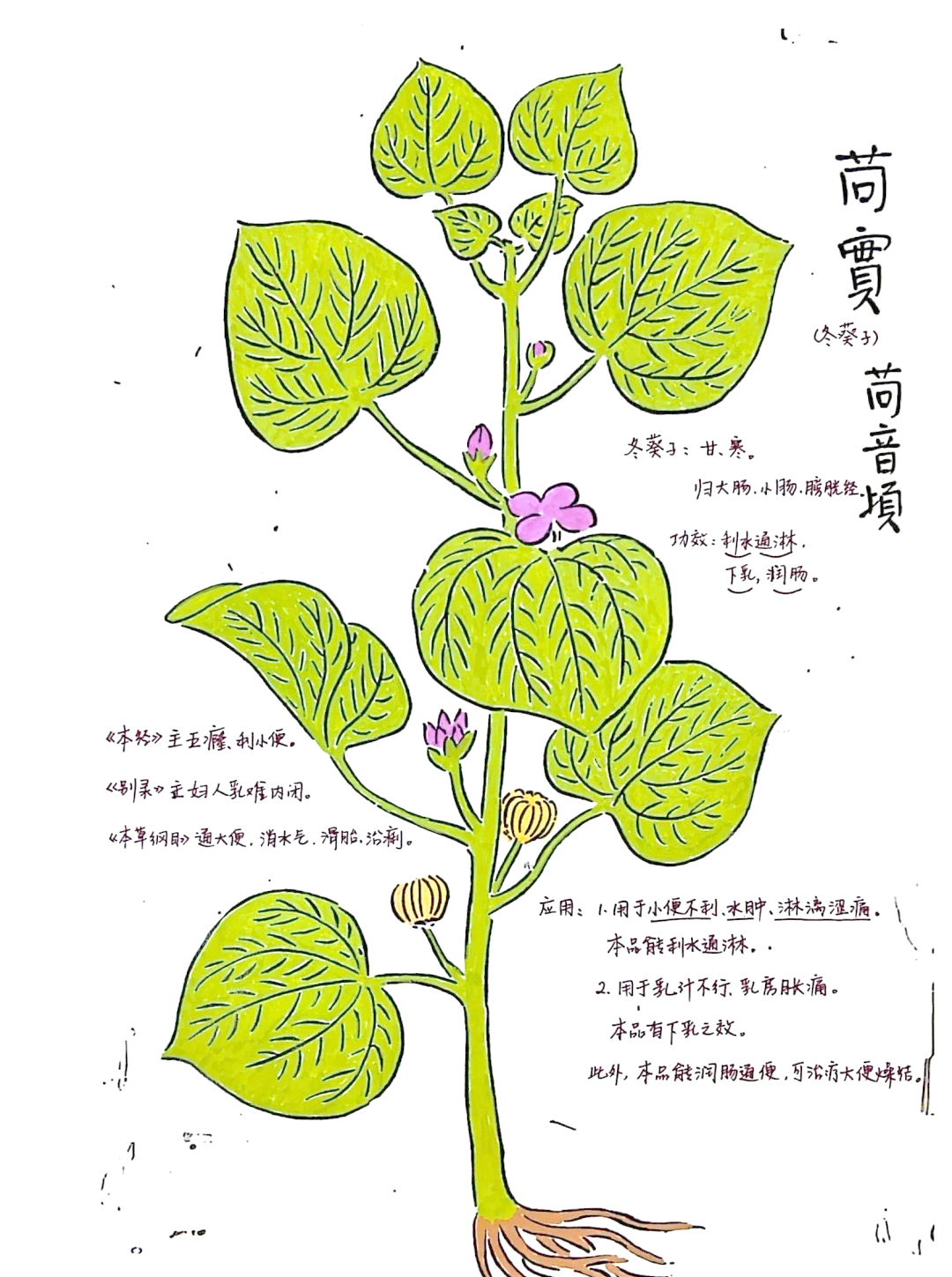 冬葵子别名(苘麻子为啥叫冬葵子) 冬葵子别名(苘麻子为啥叫冬葵子)