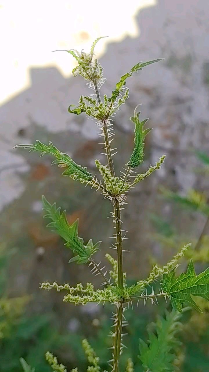 和麻草(和麻草 药用价值) 和麻草(和麻草 药用价值)