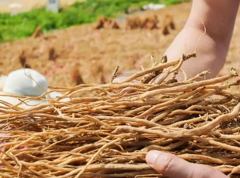 苦地胆(苦地胆透皮抑菌乳膏) 苦地胆(苦地胆透皮抑菌乳膏)