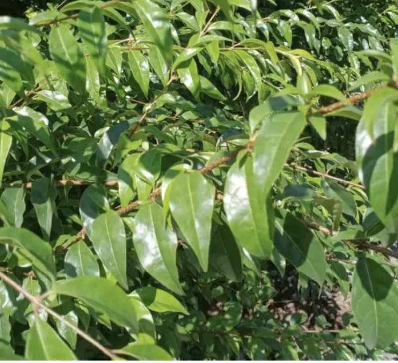 苦丁茶产地(贵州苦丁茶产地) 苦丁茶产地(贵州苦丁茶产地)