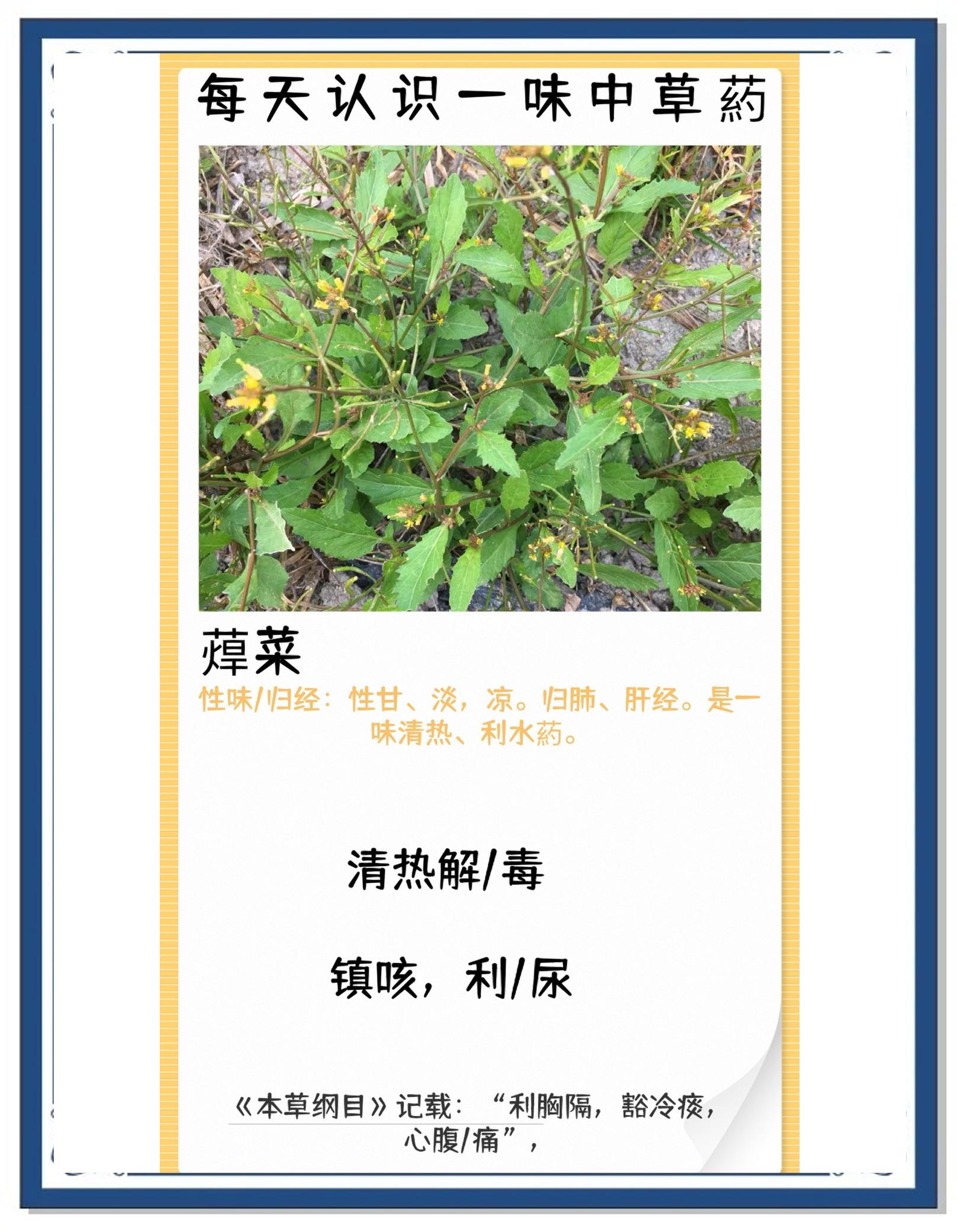 石头菜的功效与作用(石头菜的功效与作用禁忌) 石头菜的功效与作用(石头菜的功效与作用禁忌)