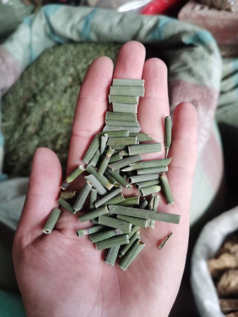 笔筒草图片(笔筒草怎么吃法) 笔筒草图片(笔筒草怎么吃法)