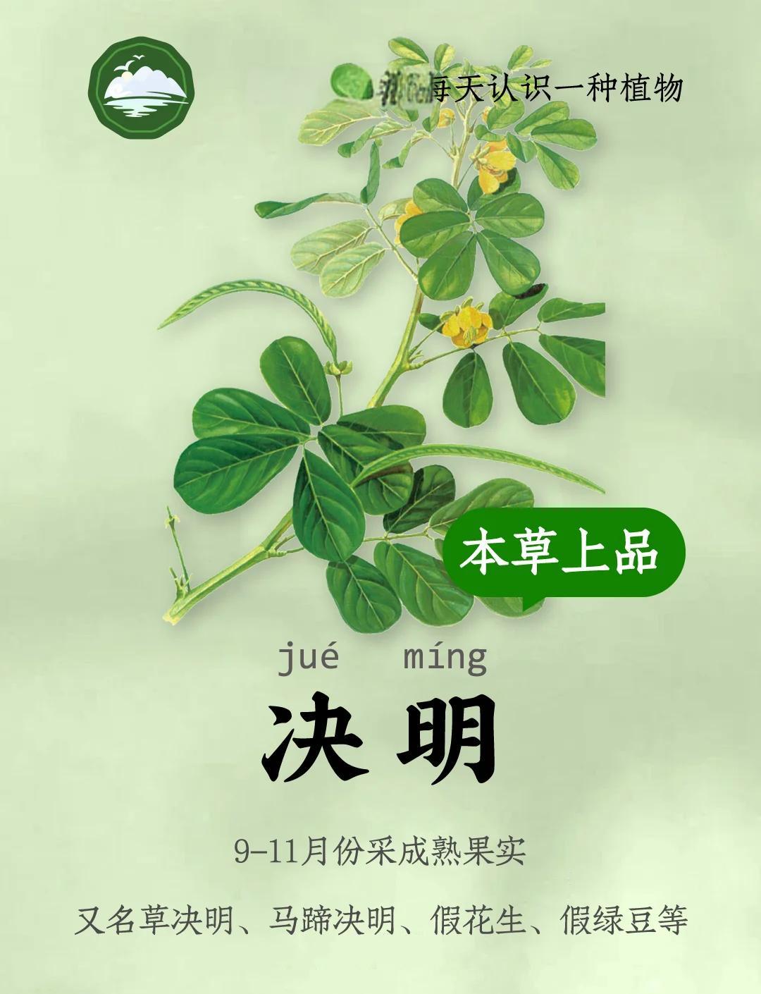 决明子的副作用与禁忌(中药决明子的功效与主治) 决明子的副作用与禁忌(中药决明子的功效与主治)