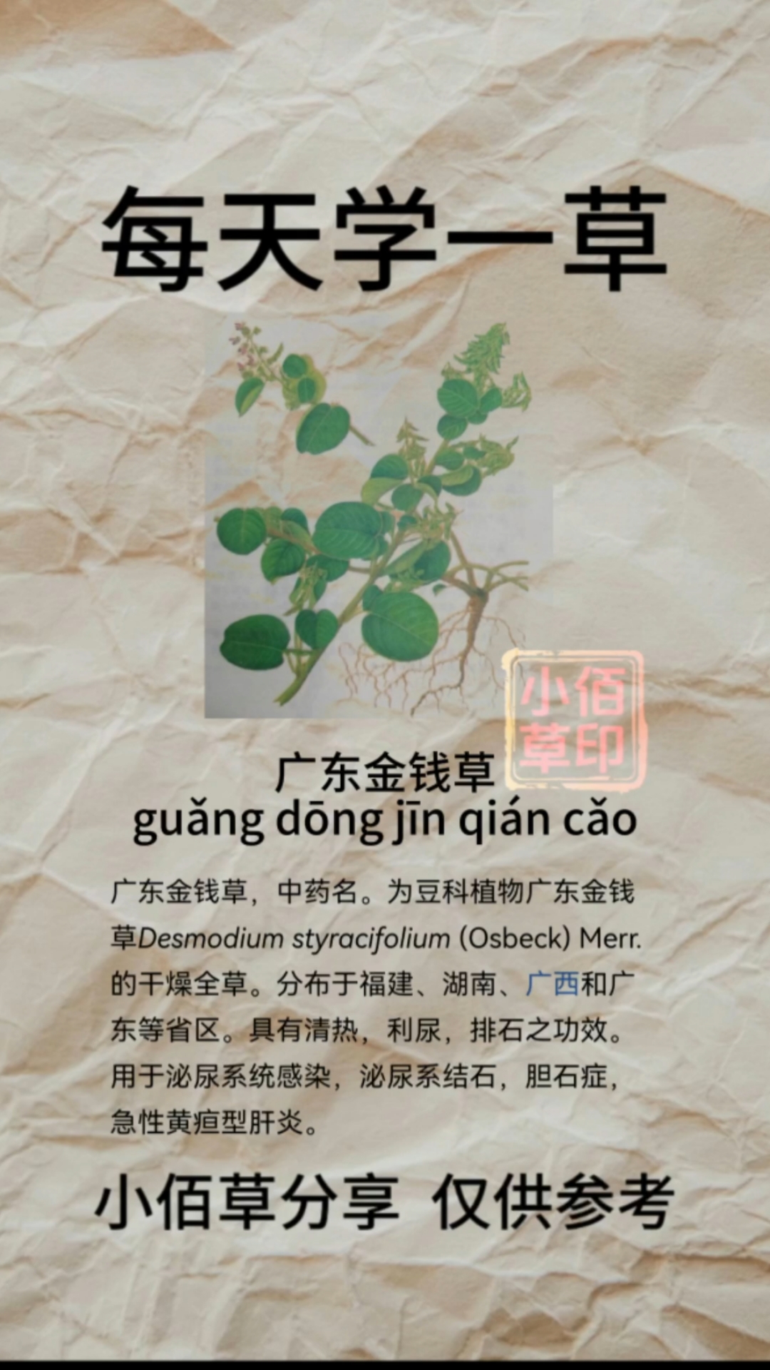 假花生草作用和功效(假花生草作用和功效图片) 假花生草作用和功效(假花生草作用和功效图片)