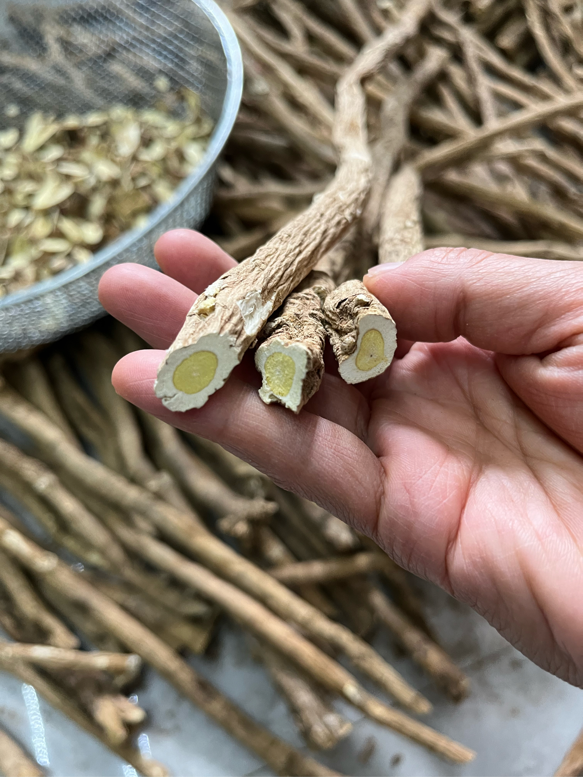 土箭芪(土箭芪图片) 土箭芪(土箭芪图片)