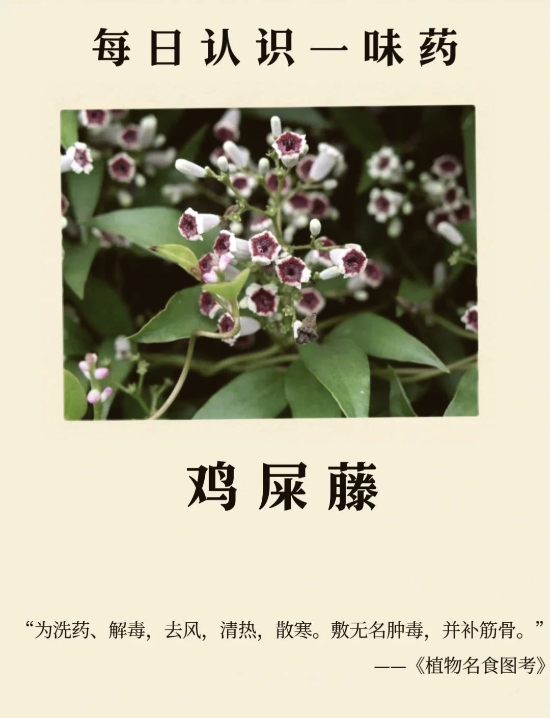 狗屎花的功效与作用(狗屎花的功效与作用,狗屎花的副作用) 狗屎花的功效与作用(狗屎花的功效与作用,狗屎花的副作用)