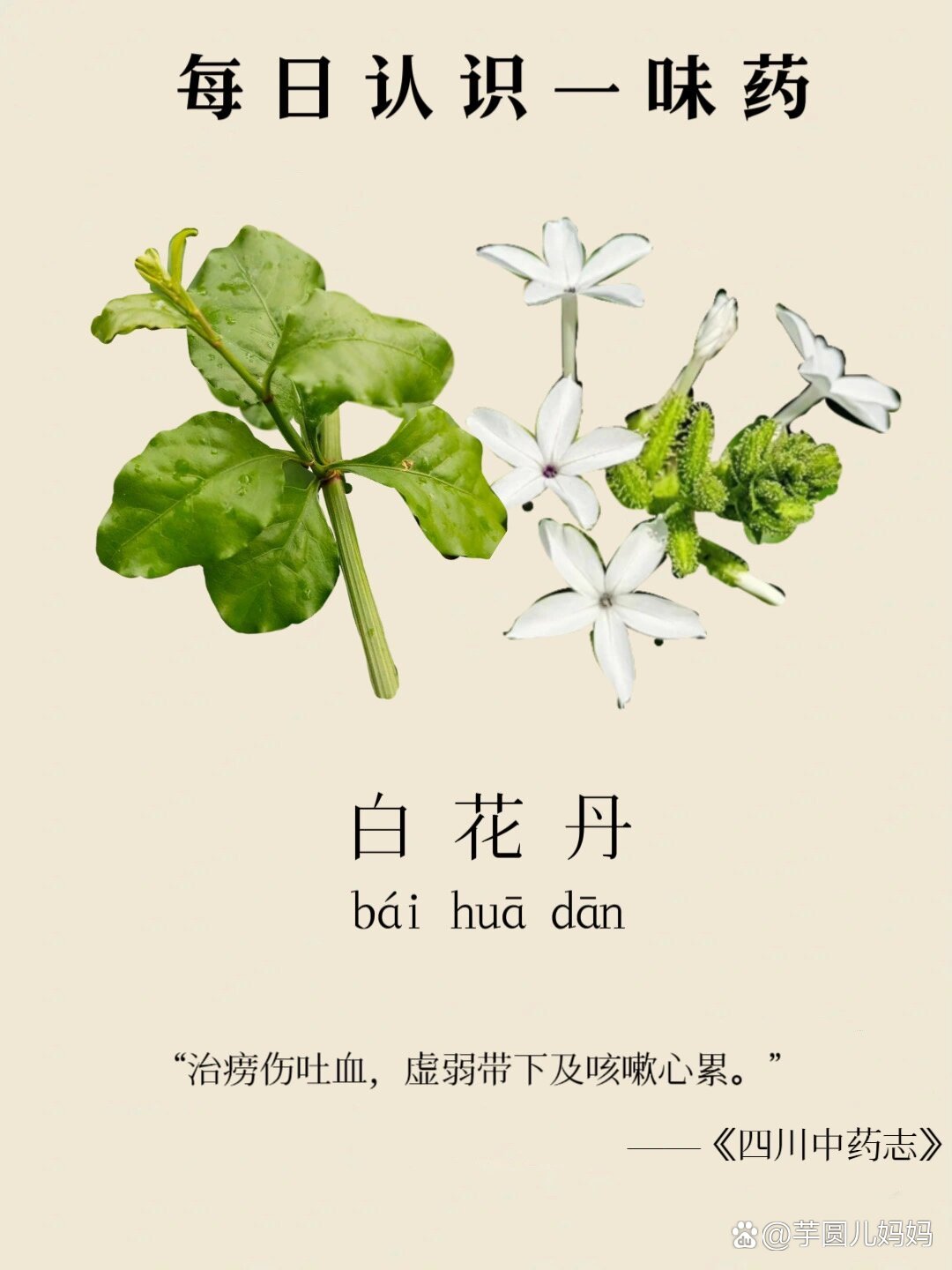 白玉丹(白玉丹与白五茶花区别) 白玉丹(白玉丹与白五茶花区别)