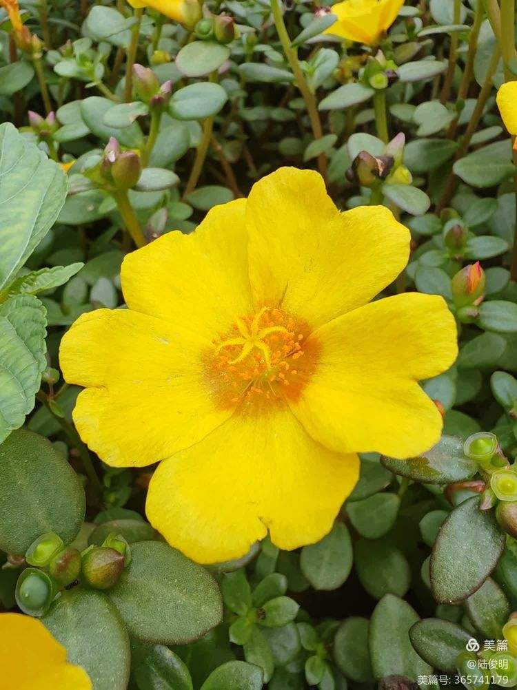 马齿苋花图片(马齿苋花图片大全大图) 马齿苋花图片(马齿苋花图片大全大图)