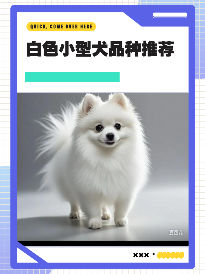 小型犬品种大全图片(小型犬品种大全图片可爱) 小型犬品种大全图片(小型犬品种大全图片可爱)