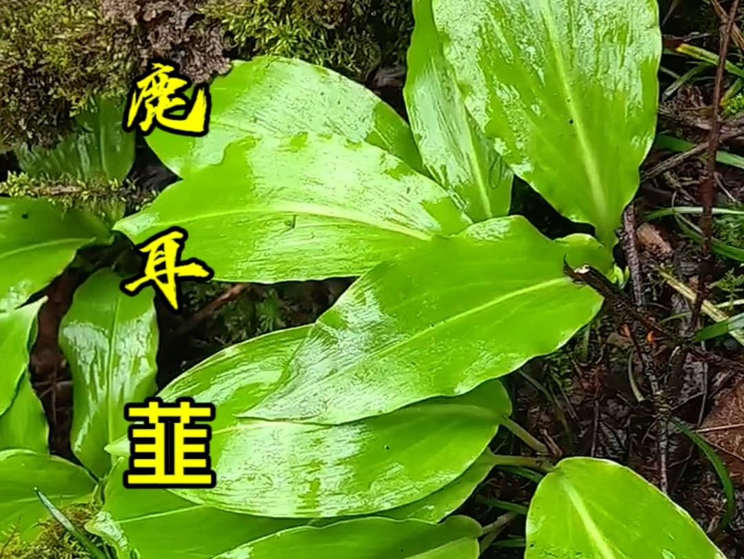 鹿耳韭的图片(鹿耳韭图片大全) 鹿耳韭的图片(鹿耳韭图片大全)