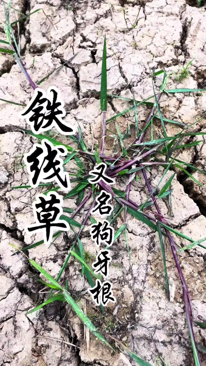 狗牙根图片(狗牙根图片及功效)