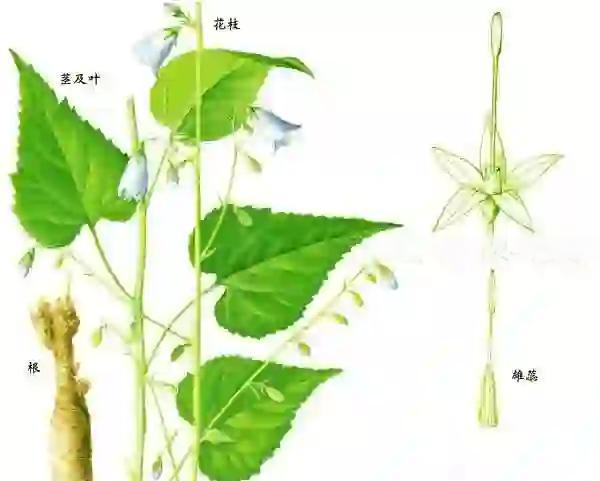 杏叶的功效与作用(输液银杏叶的功效与作用) 杏叶的功效与作用(输液银杏叶的功效与作用)