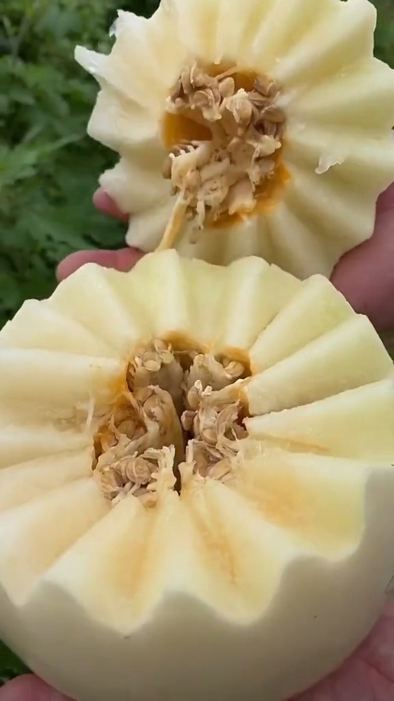 吃了甜瓜舌头发麻(为什么吃了甜瓜舌头发麻) 吃了甜瓜舌头发麻(为什么吃了甜瓜舌头发麻)