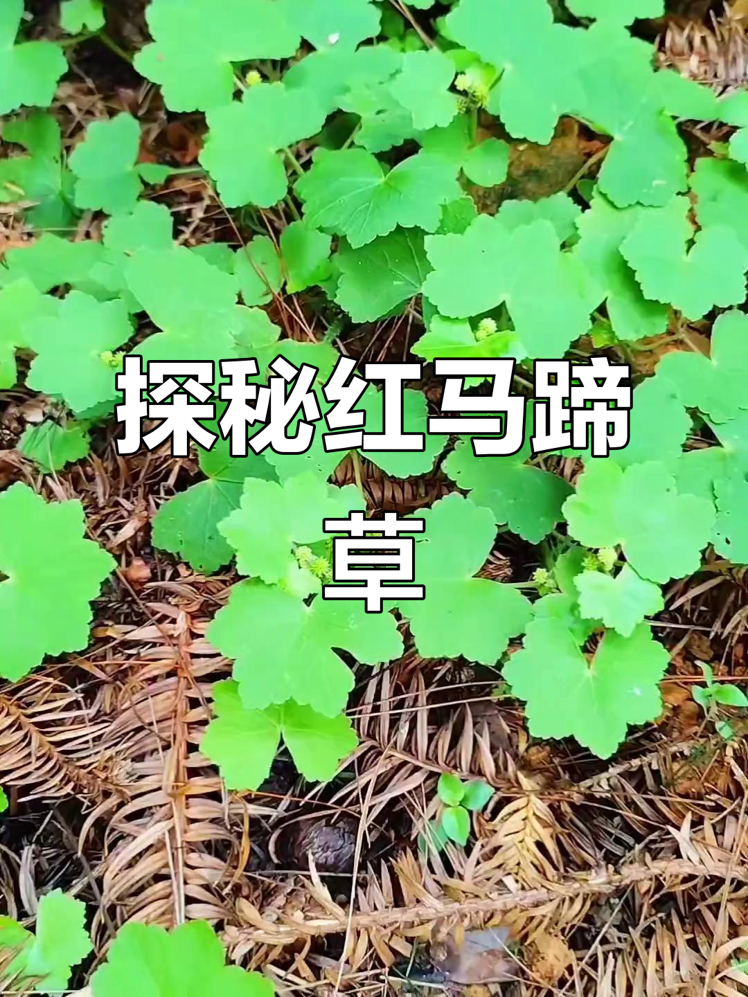 马蹄根(马蹄根是什么样子) 马蹄根(马蹄根是什么样子)
