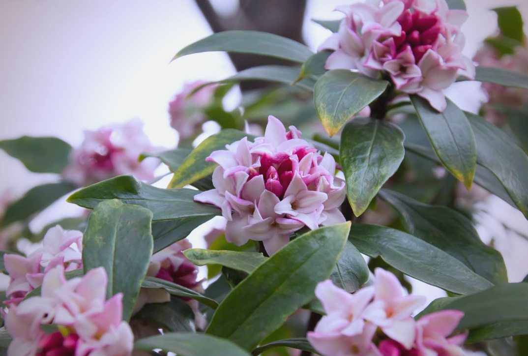 瑞香花图片(瑞香花的养殖方法与注意事项) 瑞香花图片(瑞香花的养殖方法与注意事项)