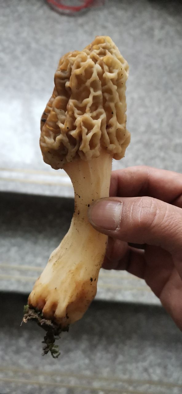 掉渣菇(掉渣菇长什么样)