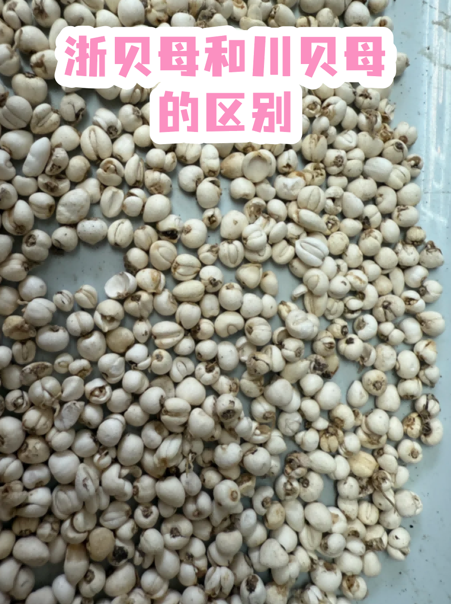 浙贝母图片(浙贝母图片大全大图) 浙贝母图片(浙贝母图片大全大图)