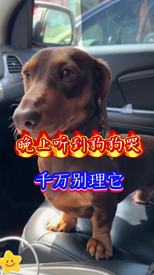 狗哭是怎么回事(狗哭是怎么回事晚上) 狗哭是怎么回事(狗哭是怎么回事晚上)