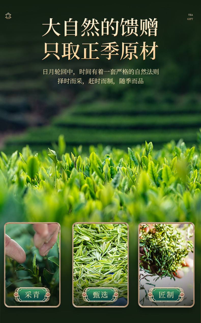 日照绿茶(日照绿茶属于什么档次)