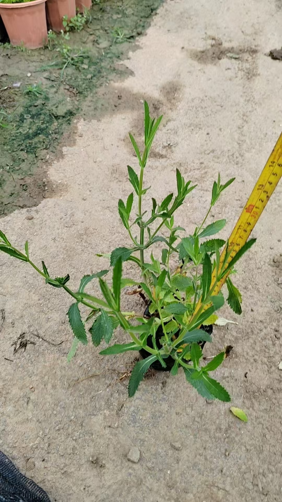 中药马鞭草图片(中药马鞭草图片大全)