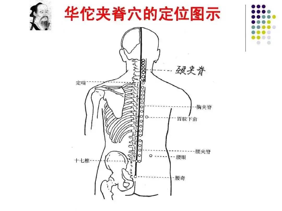 夹脊的准确位置图(夹脊的准确位置图定位) 夹脊的准确位置图(夹脊的准确位置图定位)