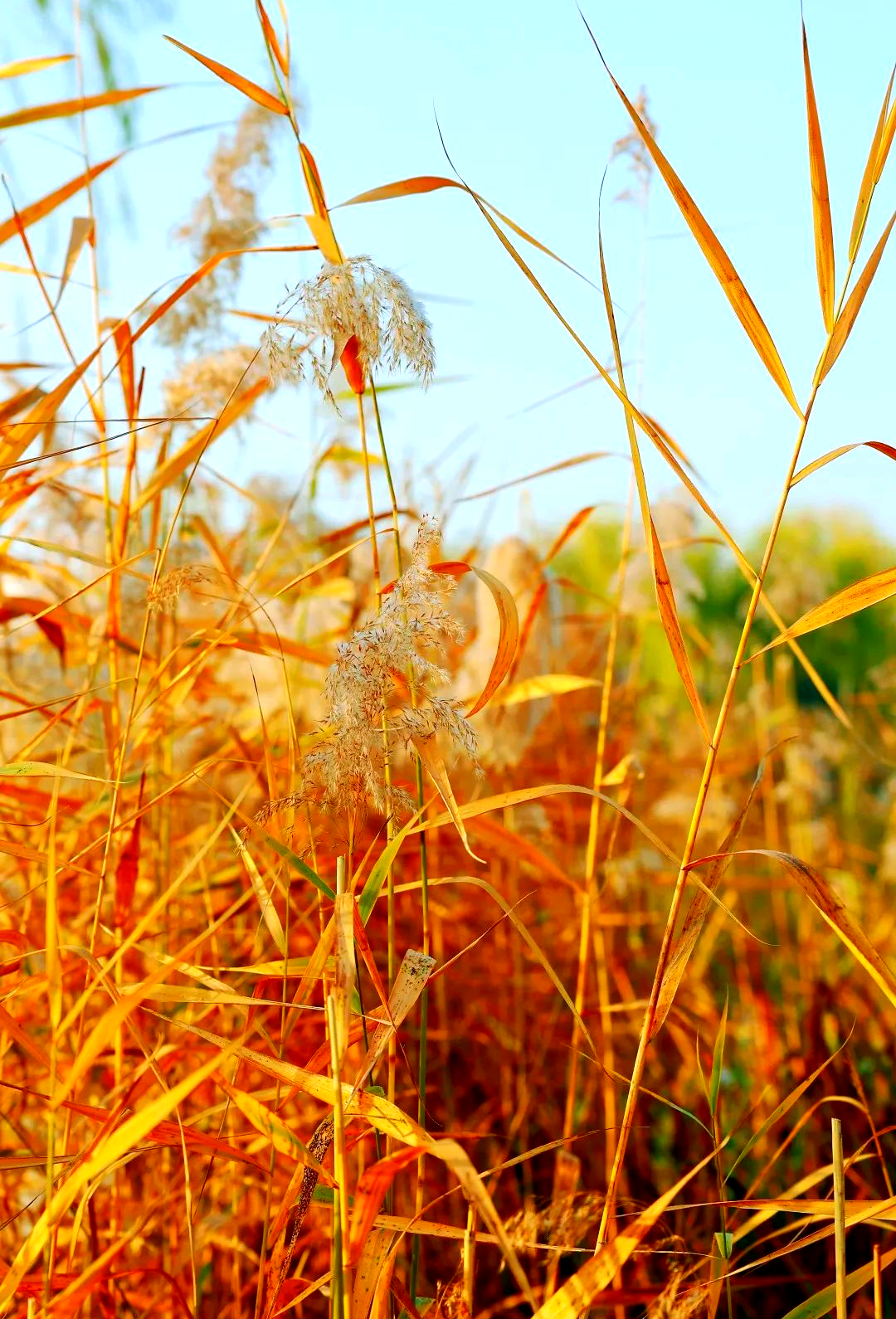 芦苇图片大全高清(芦苇图片大全高清 唯美) 芦苇图片大全高清(芦苇图片大全高清 唯美)